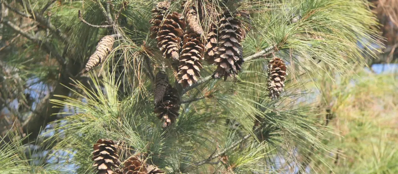 Himalayan pine