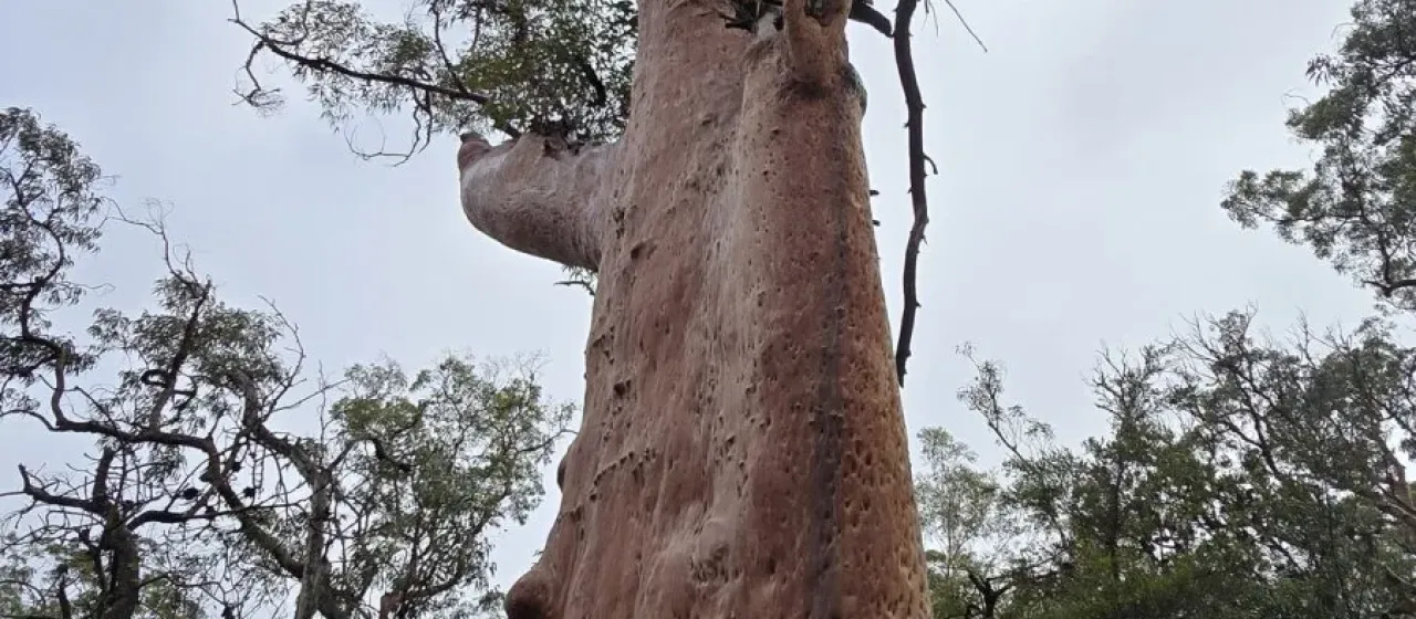 Sydney red gum