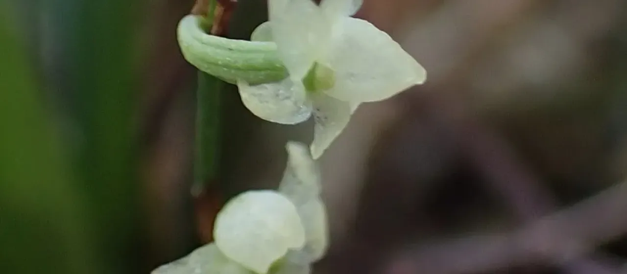 Bourbon Tea Orchid
