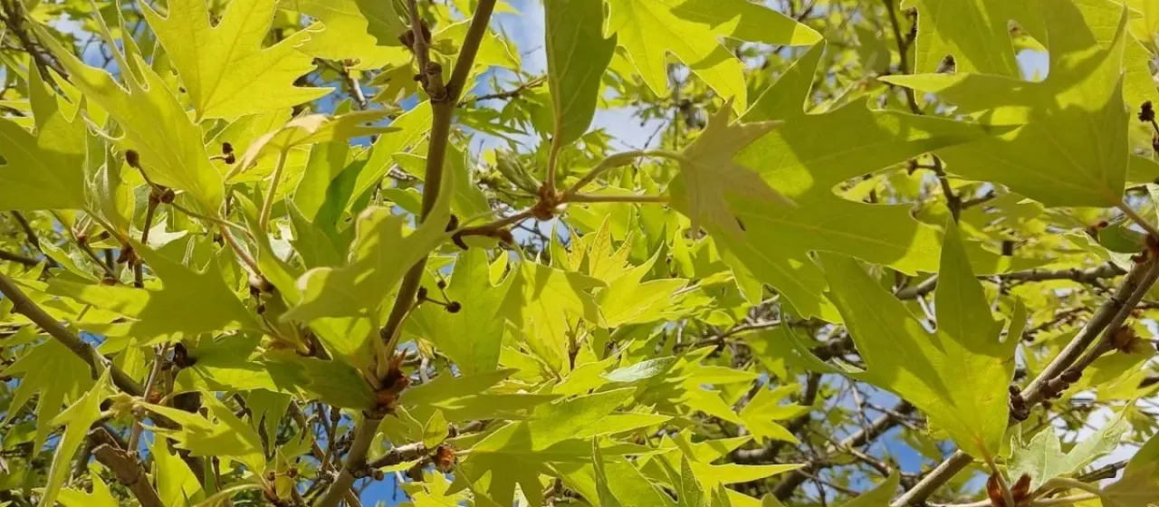Oriental plane
