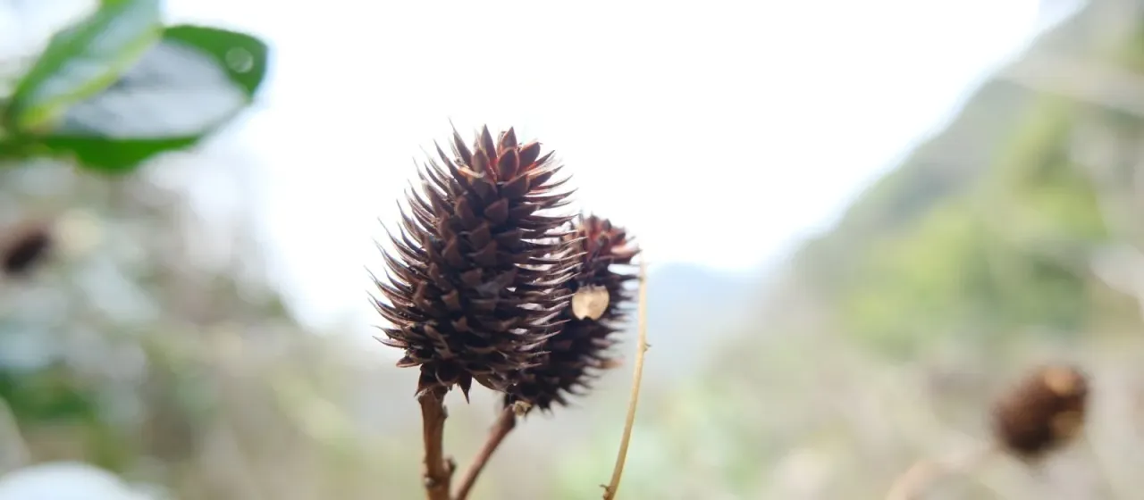 Platycarya Siebold & Zucc.