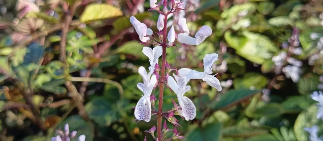 Plectranthus ciliatus