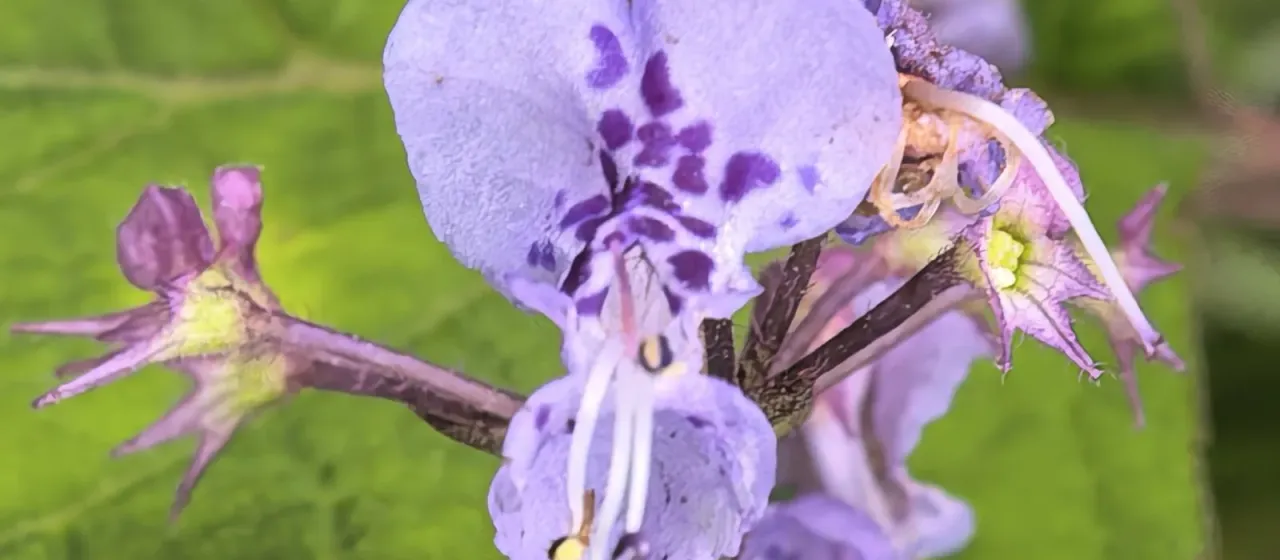 Plectranthus fruticosus