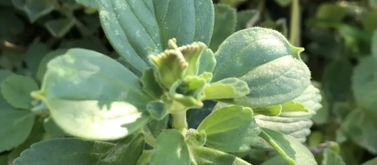 Plectranthus ornatus