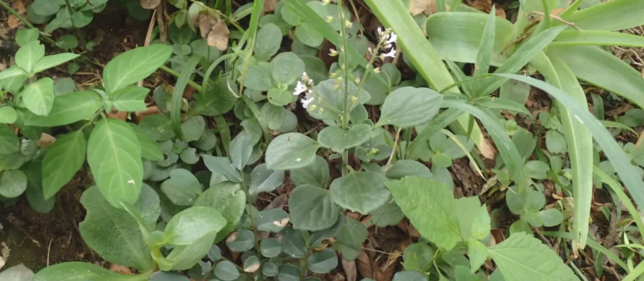 Plectranthus purpuratus