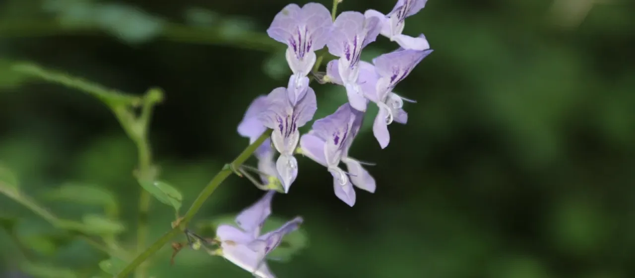 Plectranthus saccatus