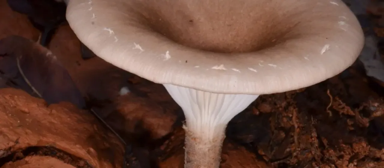 Pleurotus giganteus (Berk.) Karun. & K.D. Hyde