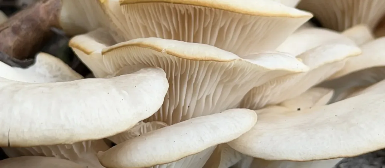 Florida oyster mushroom