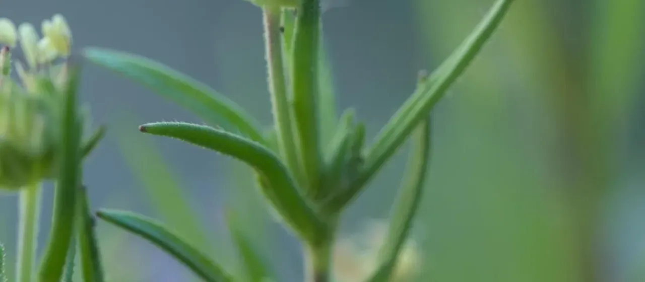 Psyllium plantain