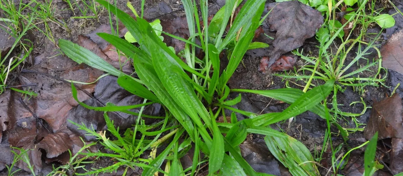 Ribwort plantain