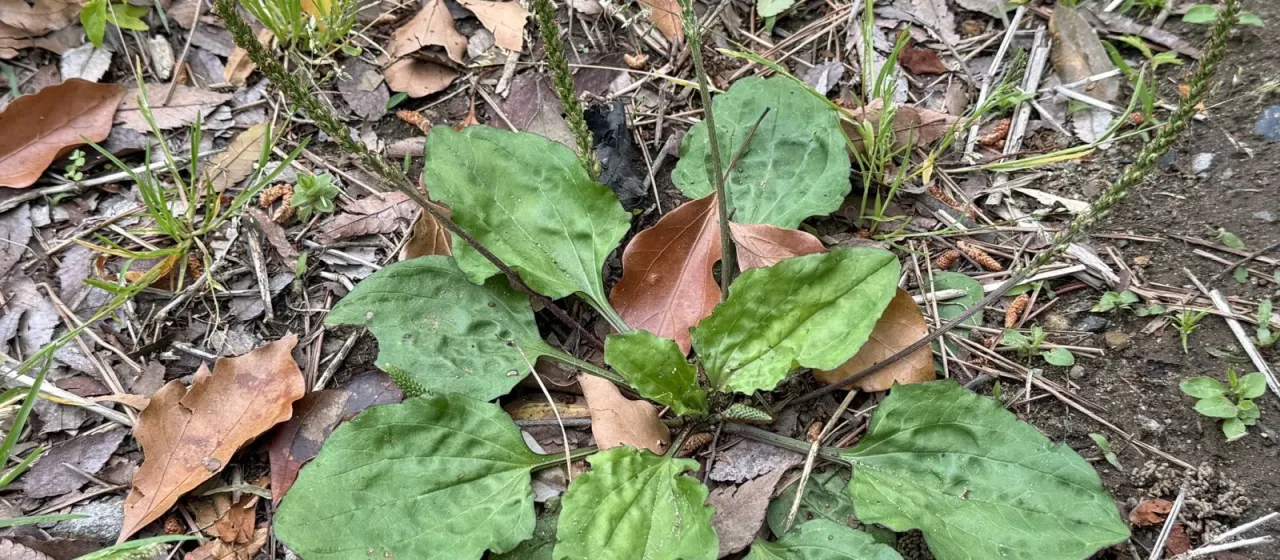 Asian plantain