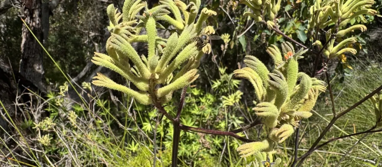 Tall Kangaroo Paw