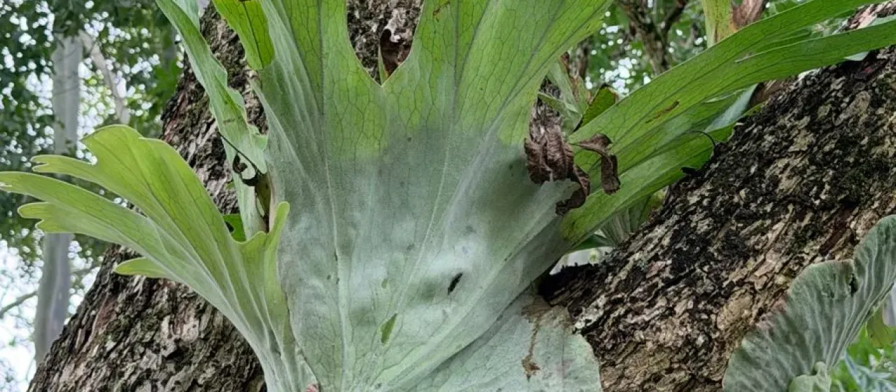 Staghorn fern