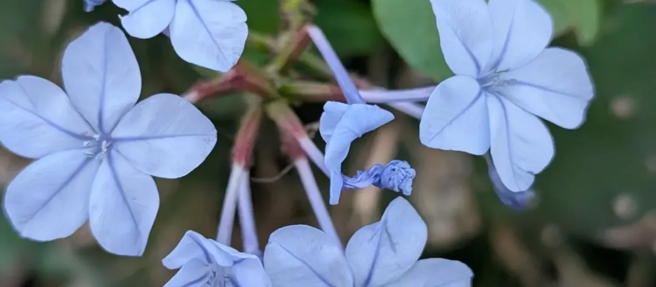 Cape leadwort