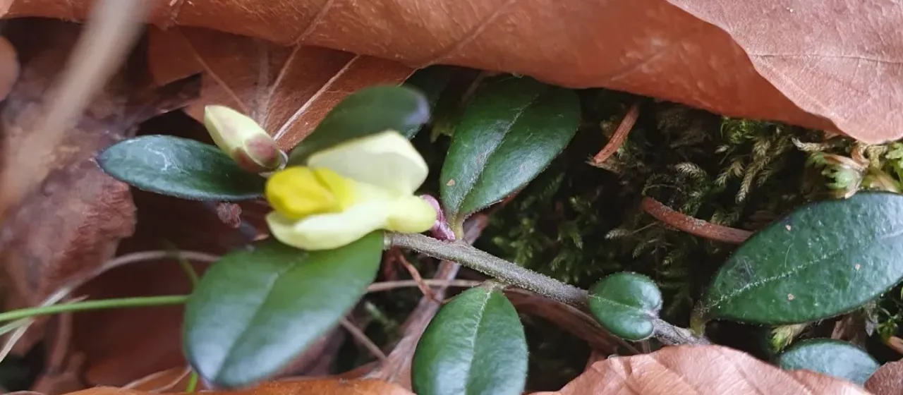 Shrubby milkwort