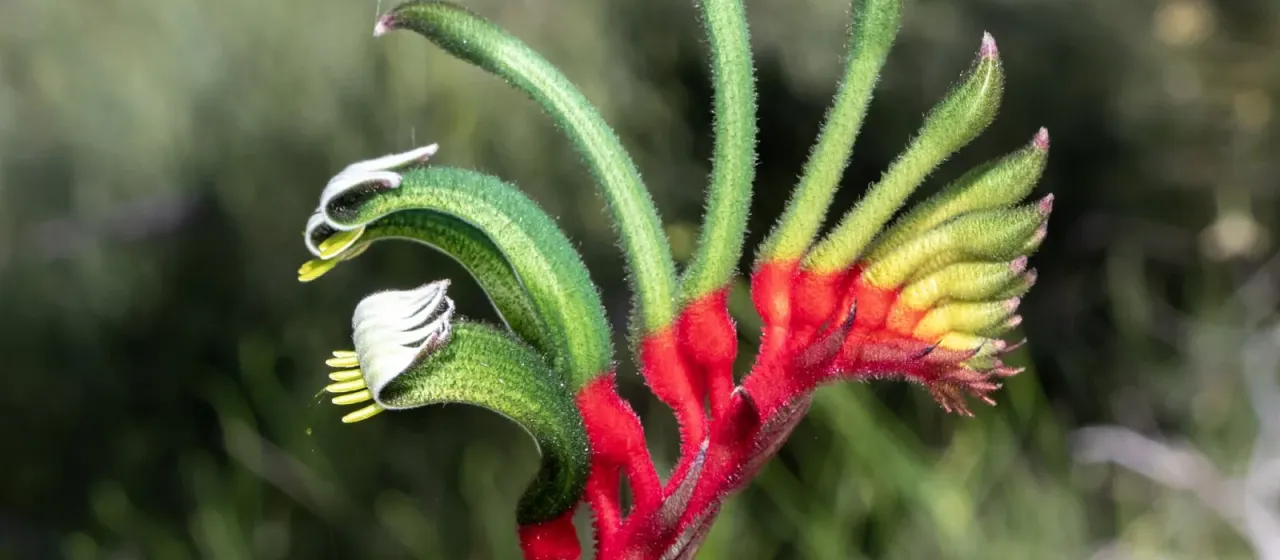 Mangles' Kangaroo-paw