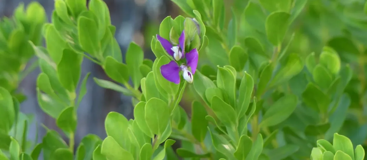 Myrtle-leaf milkwort