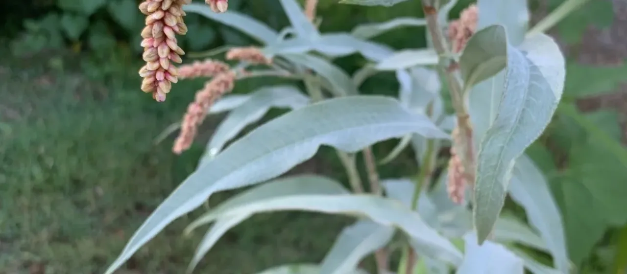 Senegal knotweed