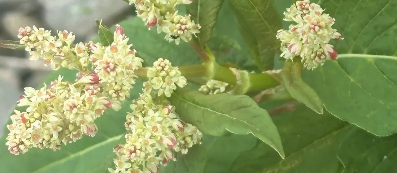 Weyrich's knotweed