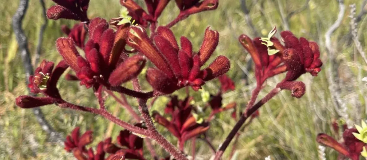 Red kangaroo-paw