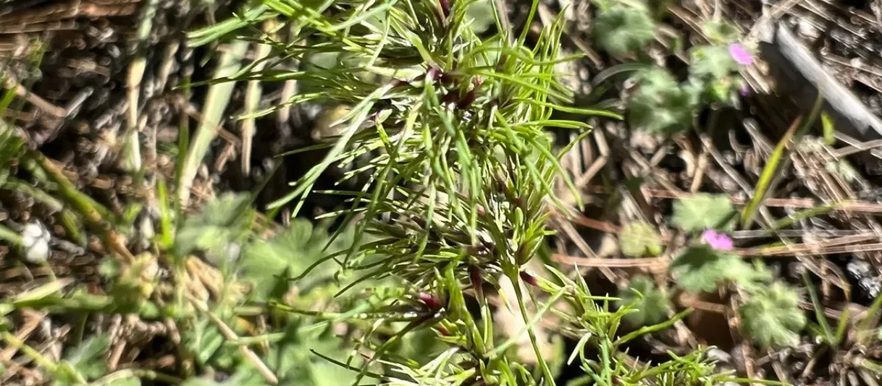 Bulbous bluegrass
