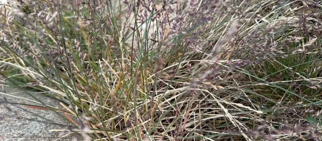 Glaucous bluegrass