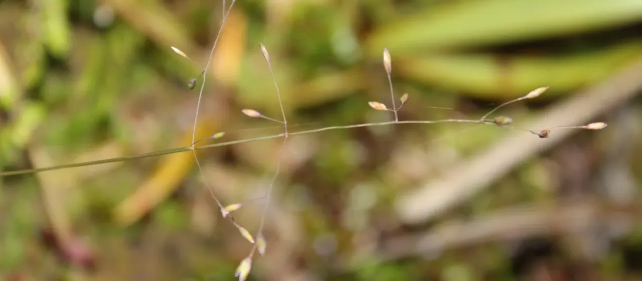 Weak poa