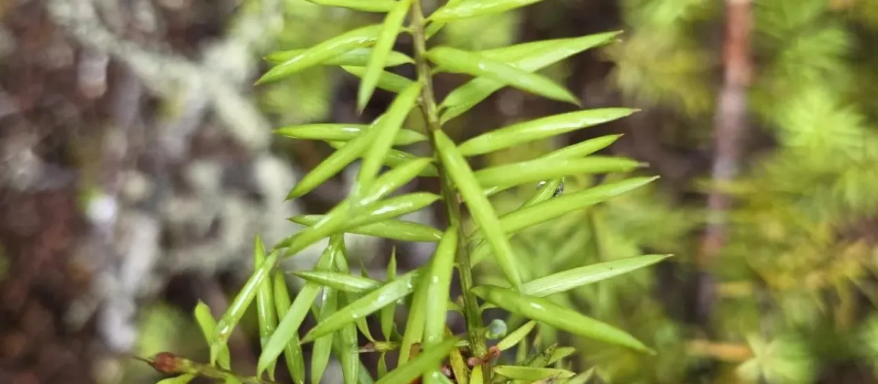 Needle-leaved totara