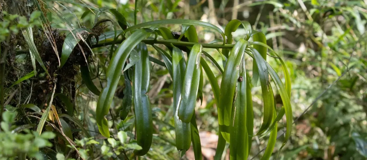Podocarpus madagascariensis