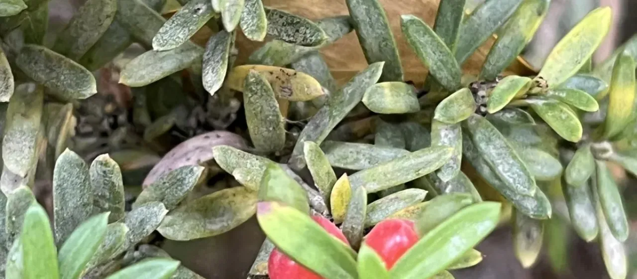 Alpine totara