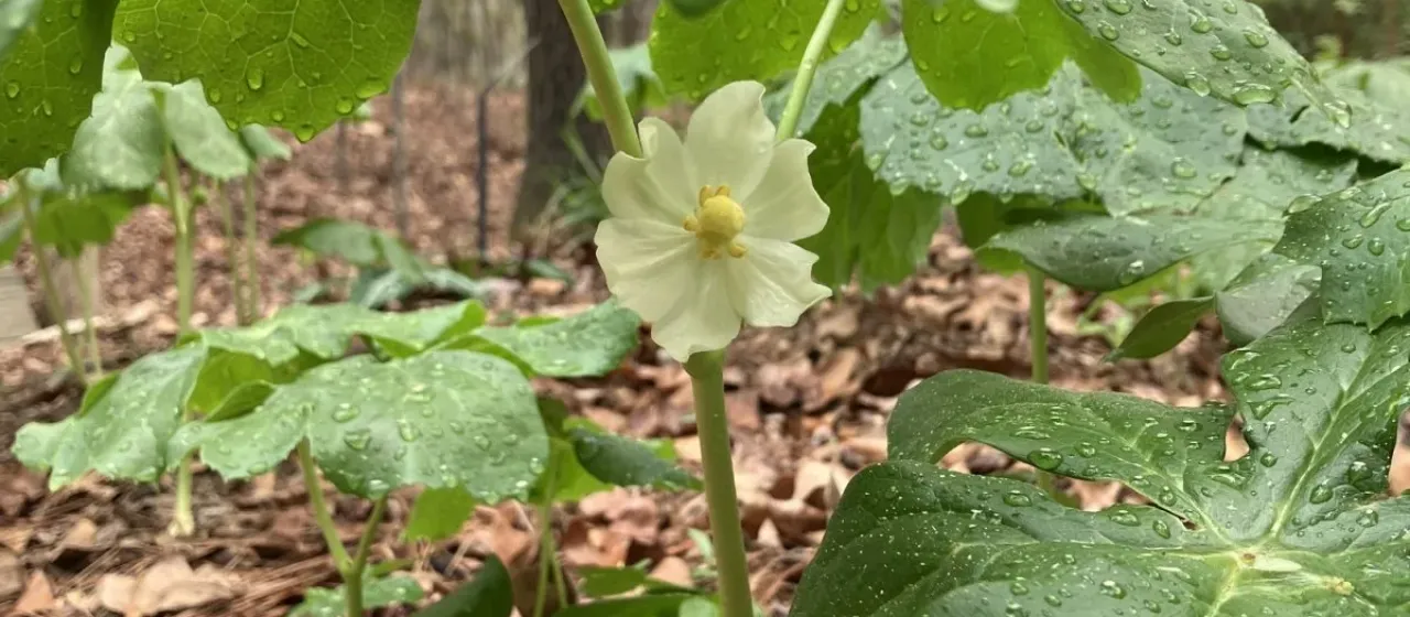 Mayapple