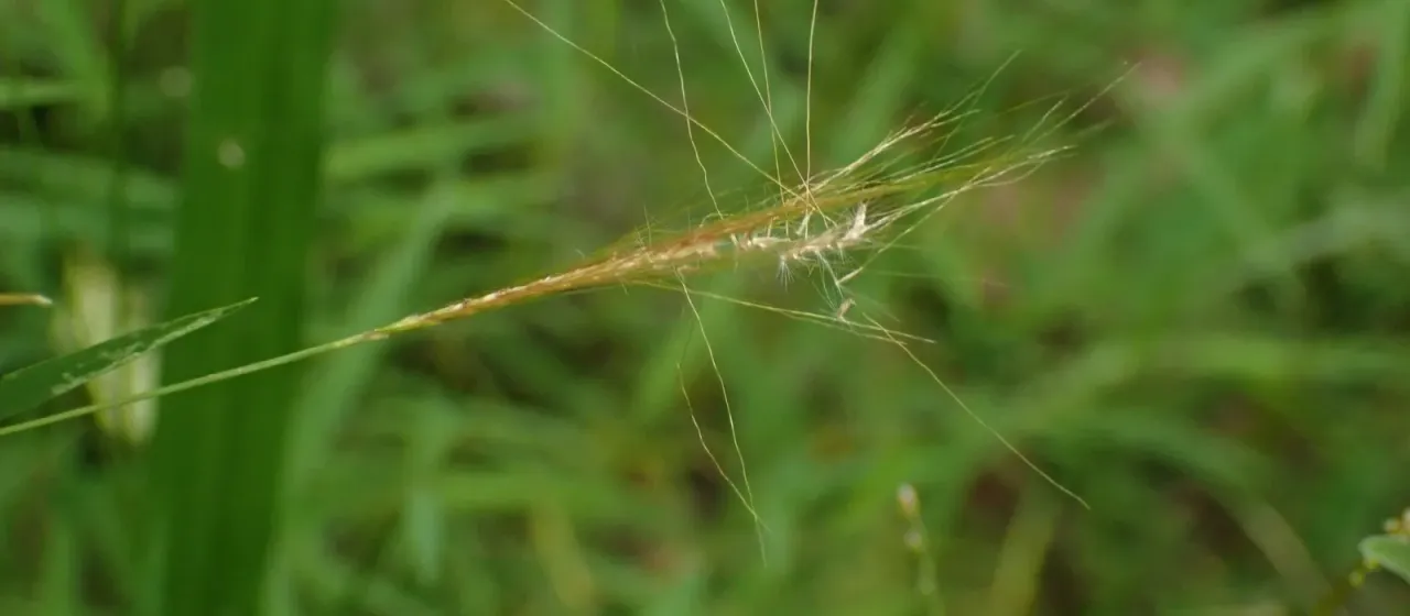 Pogonatherum