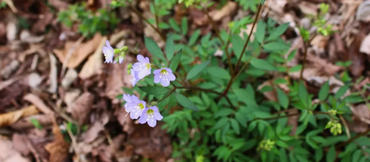 Creeping polemonium