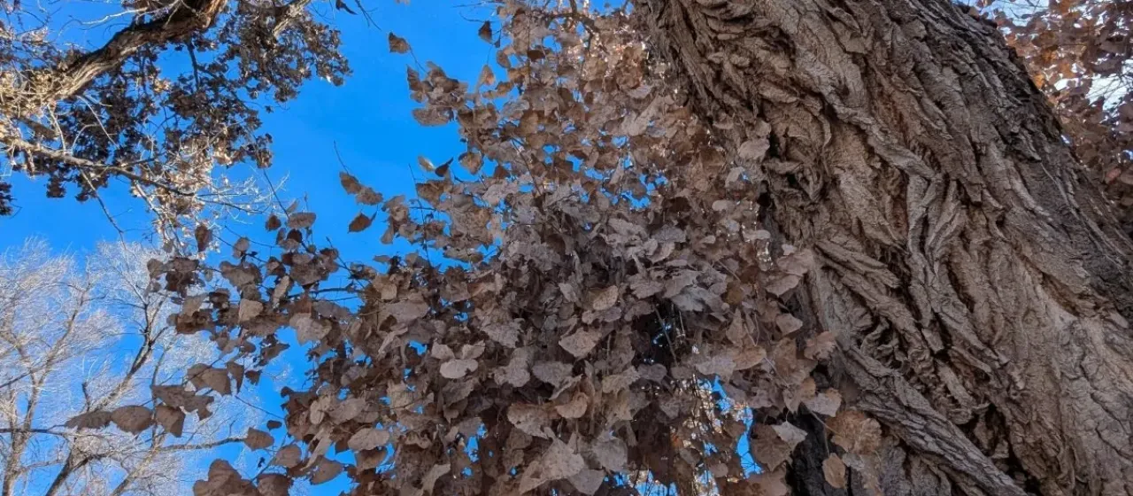 Canada poplar