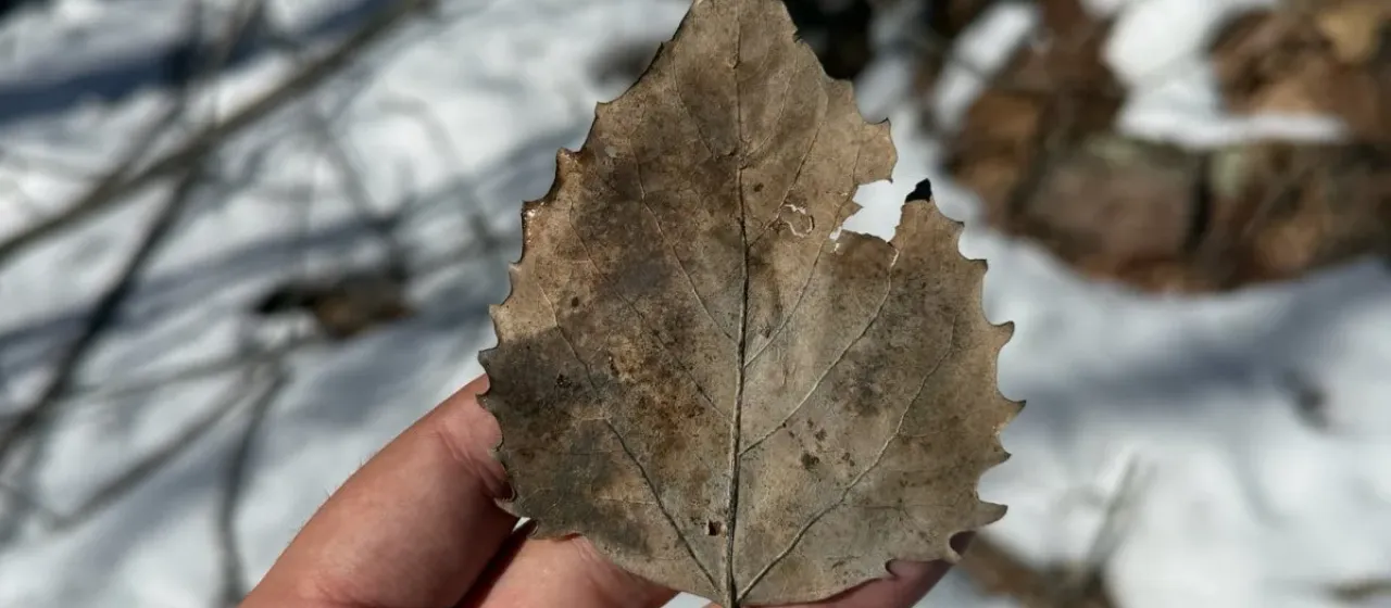 Bigtooth aspen