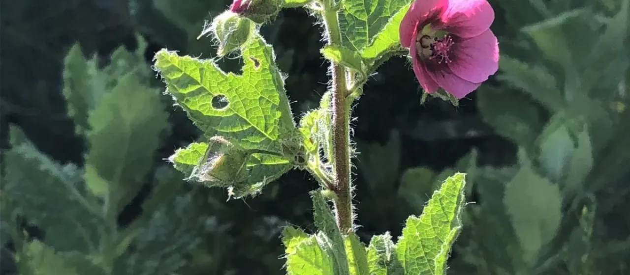 Anisodontea scabrosa