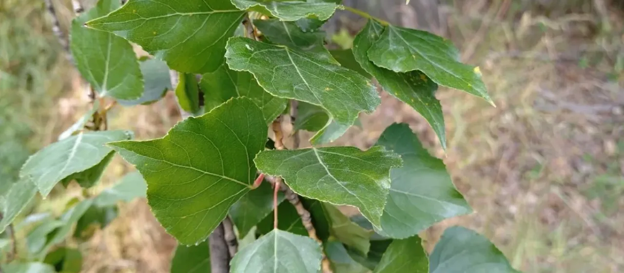 Black poplar