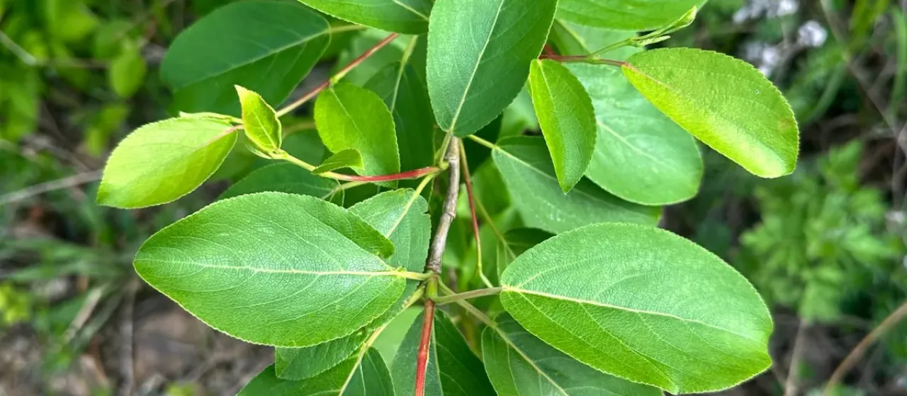 Fragrant poplar