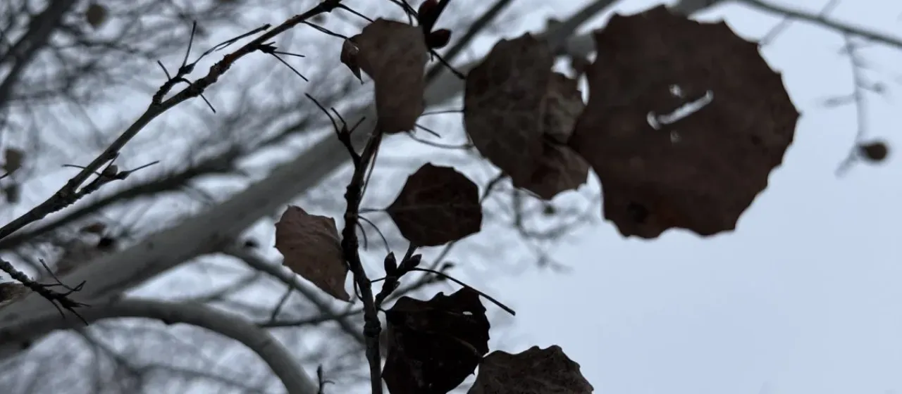 Hybrid aspen