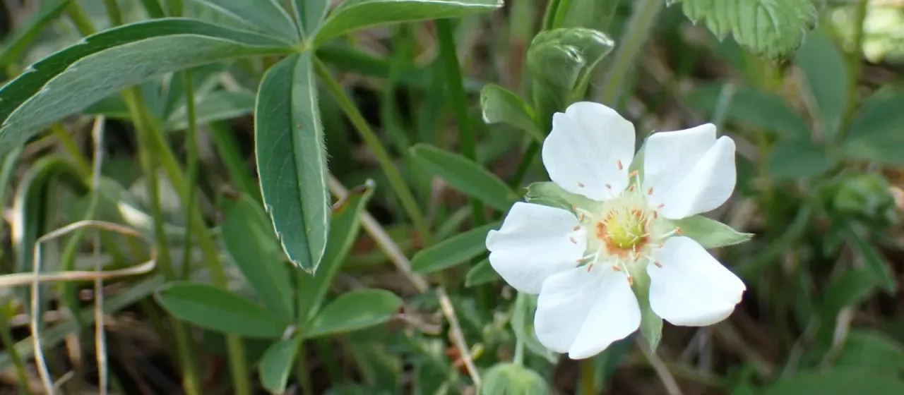 White cinquefoil