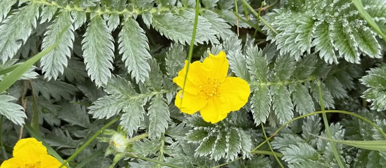 Silverweed