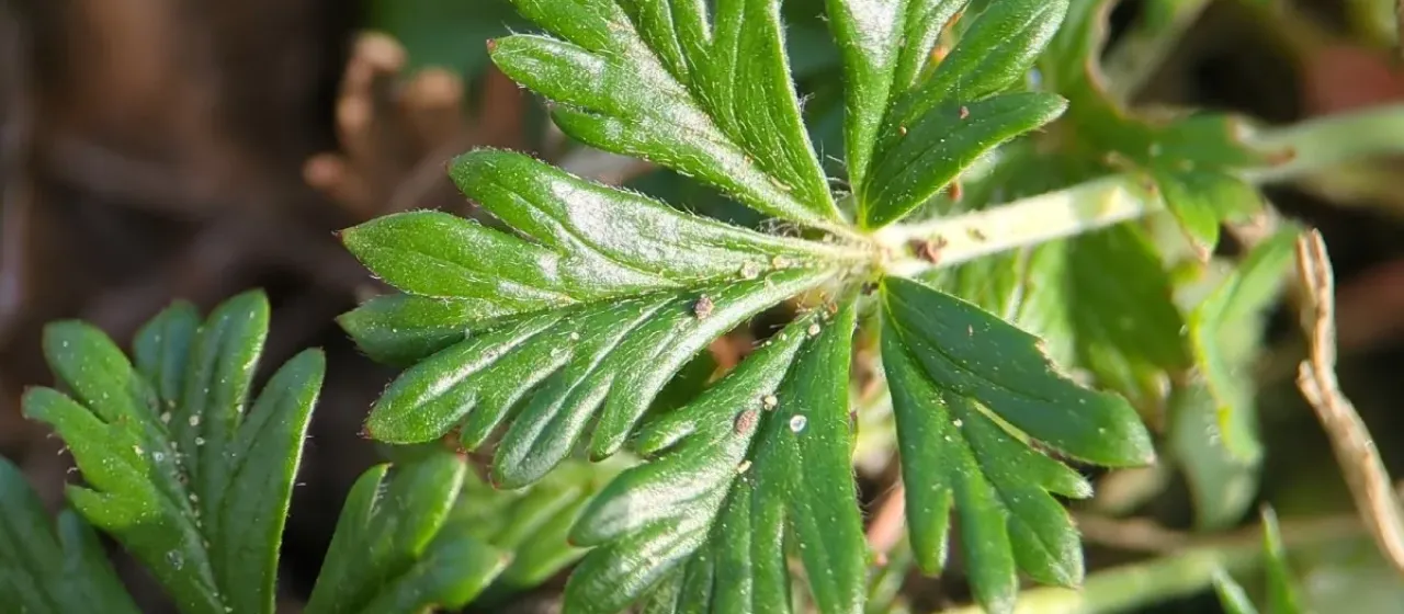 Silver cinquefoil