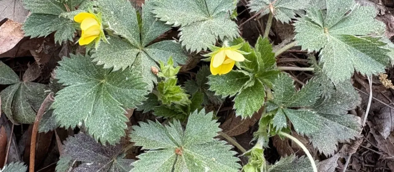 Dwarf cinquefoil