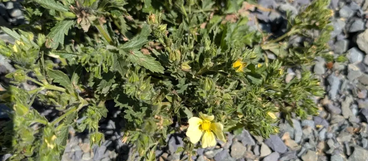 Sulphur cinquefoil