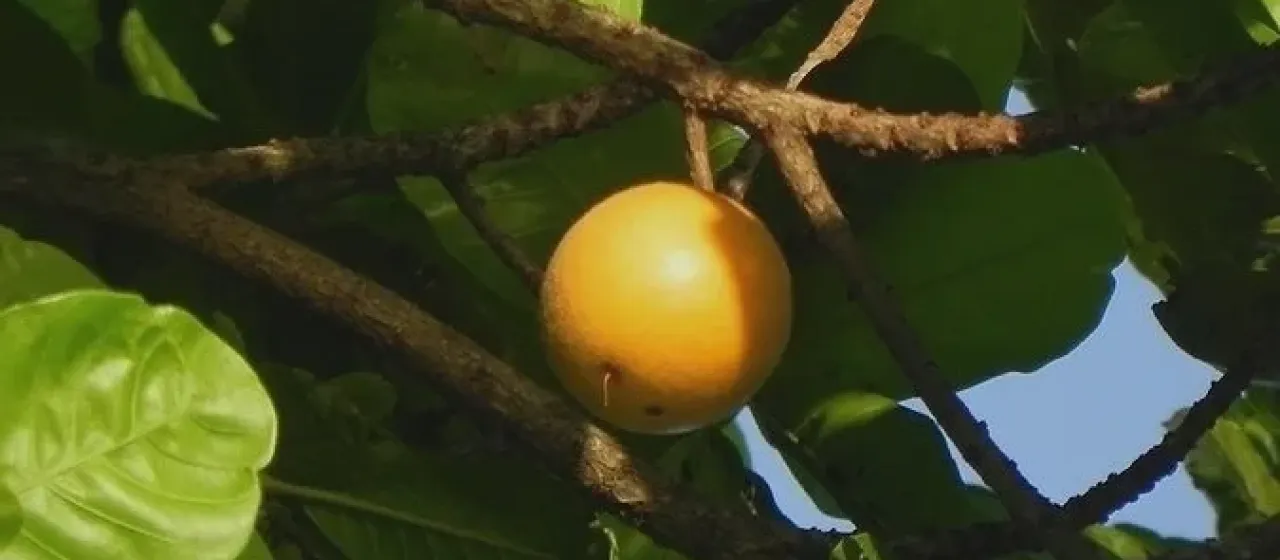 Lucuma