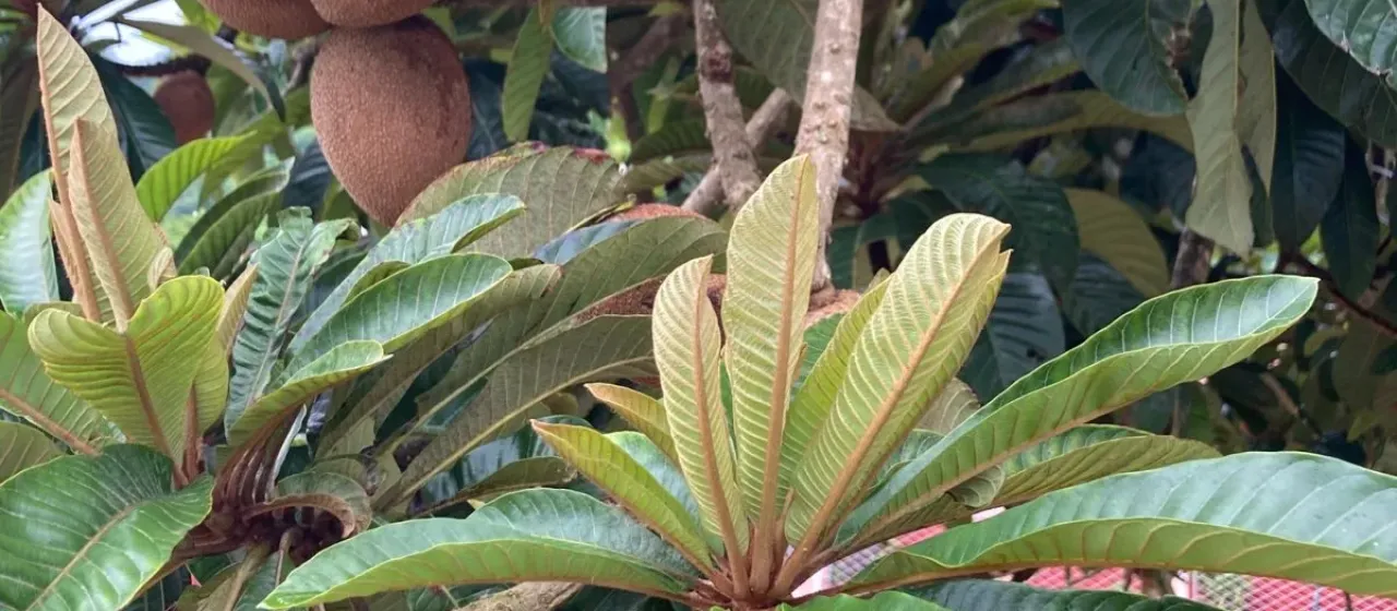 Mamey sapote