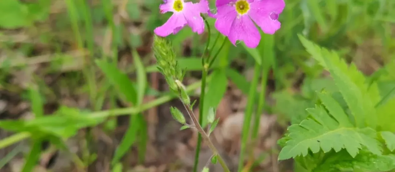 Primula cortusoides