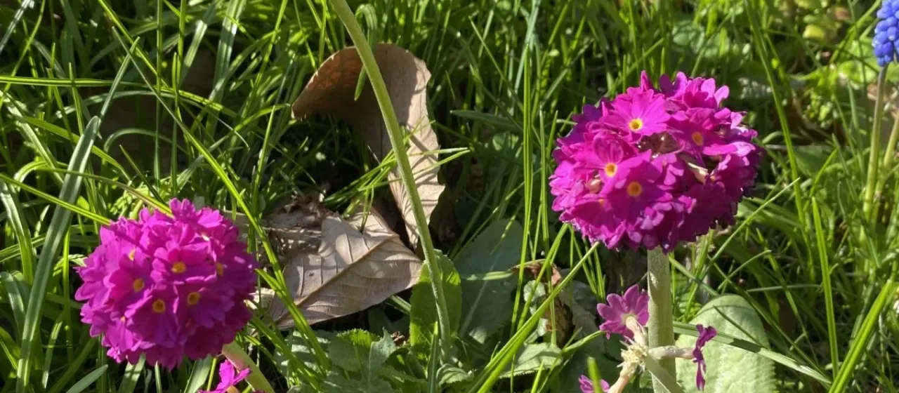 Drumstick primula