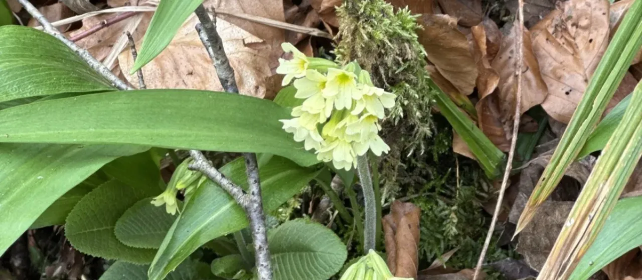 Oxlip