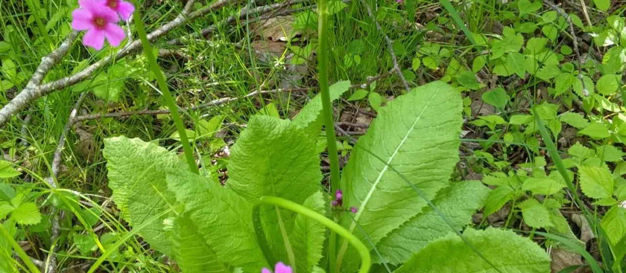 Japanese primrose